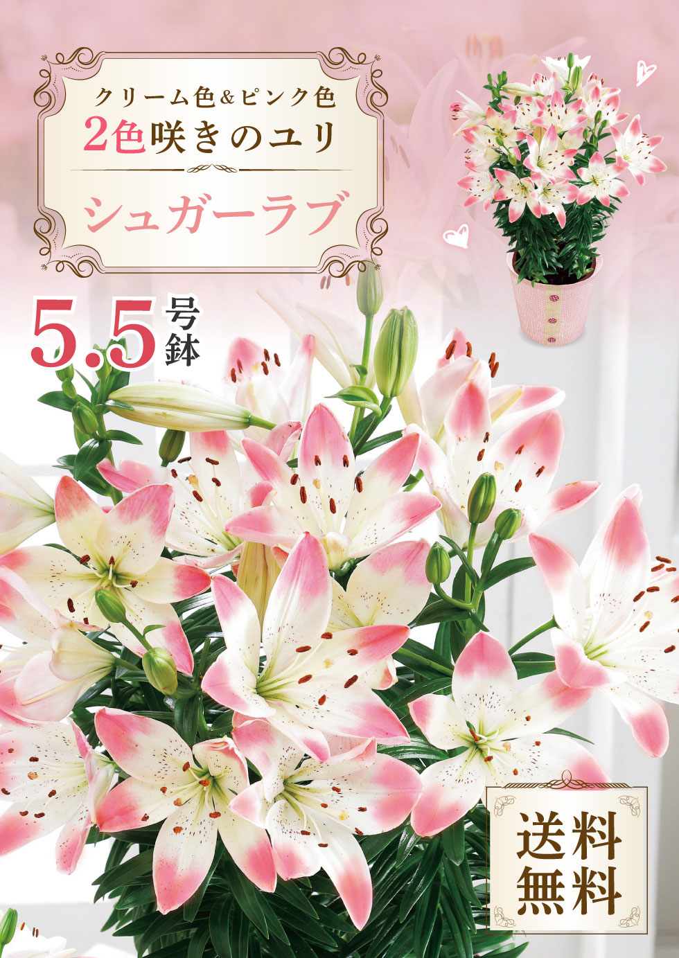 母の日 花 鉢植え 花鉢 鉢 プレゼント 人気...の詳細画像1