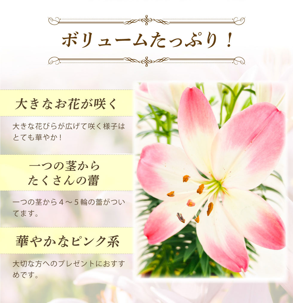 母の日 花 鉢植え 花鉢 鉢 プレゼント 人気...の詳細画像3