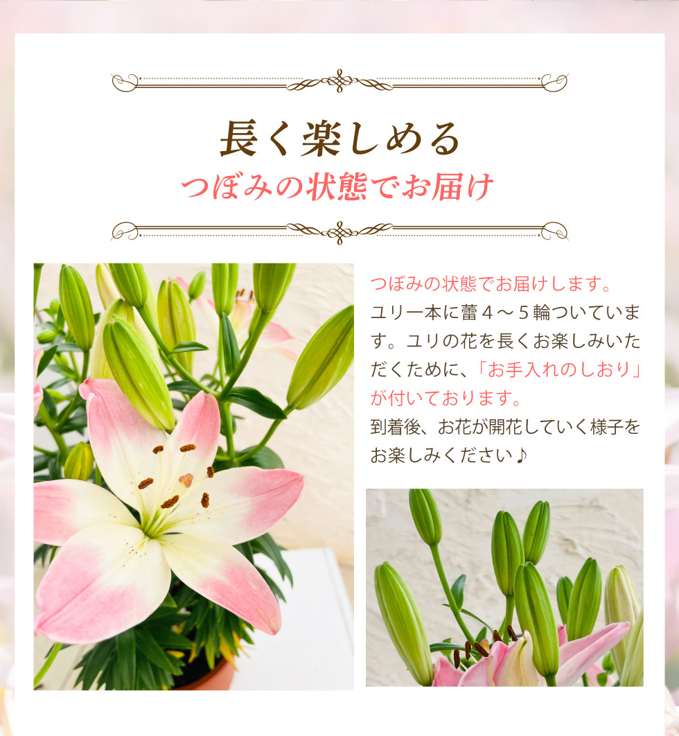 母の日 花 鉢植え 花鉢 鉢 プレゼント 人気...の詳細画像4