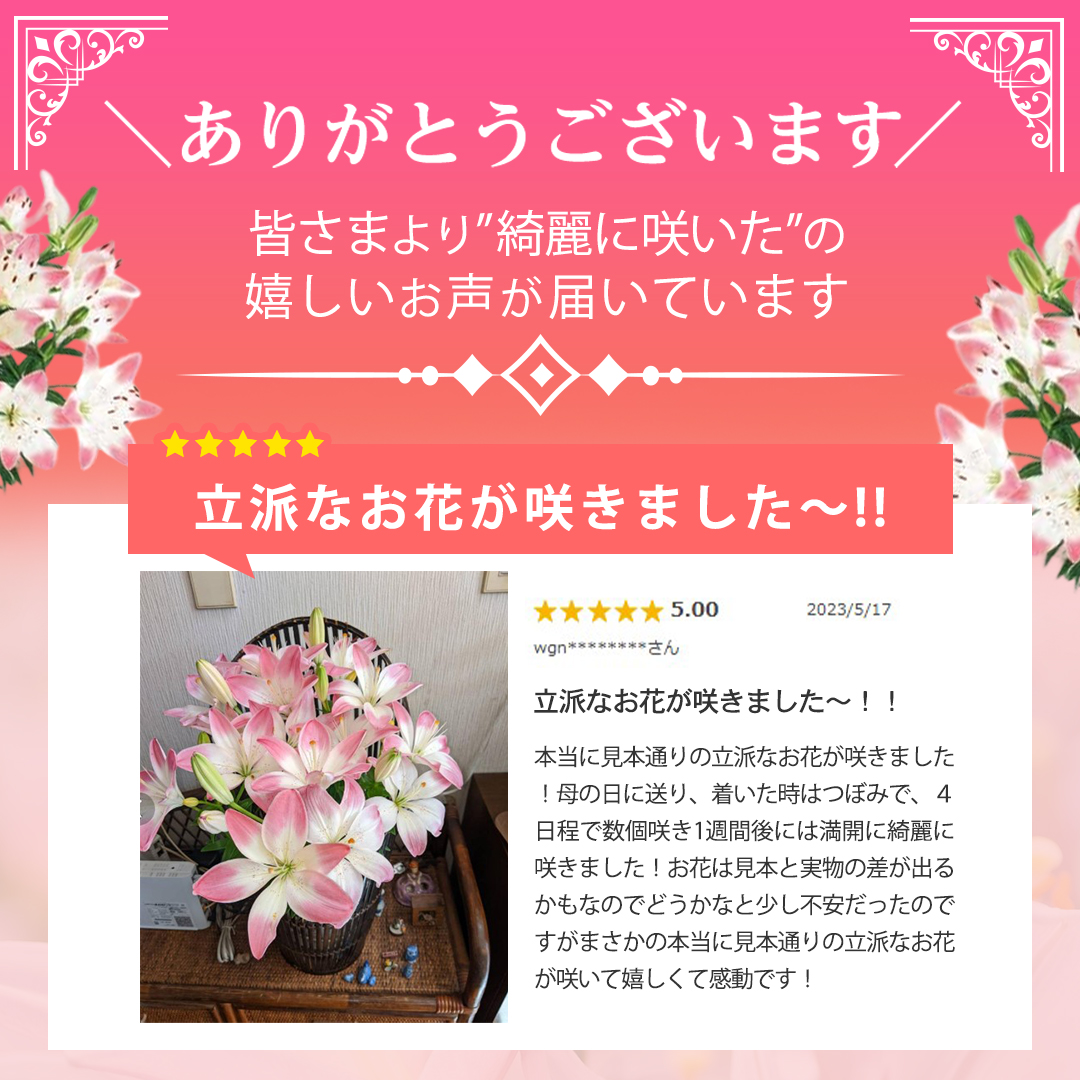 母の日 花 鉢植え 花鉢 鉢 プレゼント 人気 2026 母の日ギフト ギフト
