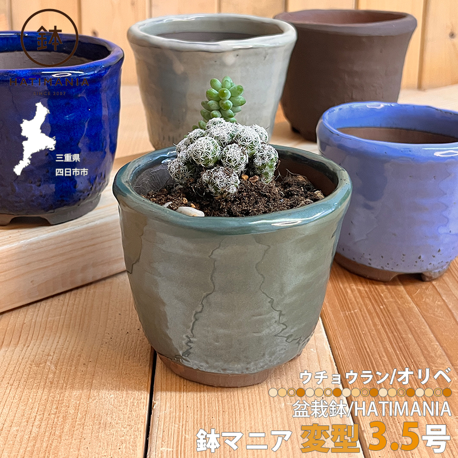 3 ミックスベリア　プラチナローズ　札付き　鉢ごと ミックスベリア プラチナローズ 現物商品 - 多肉植物 人気の多肉