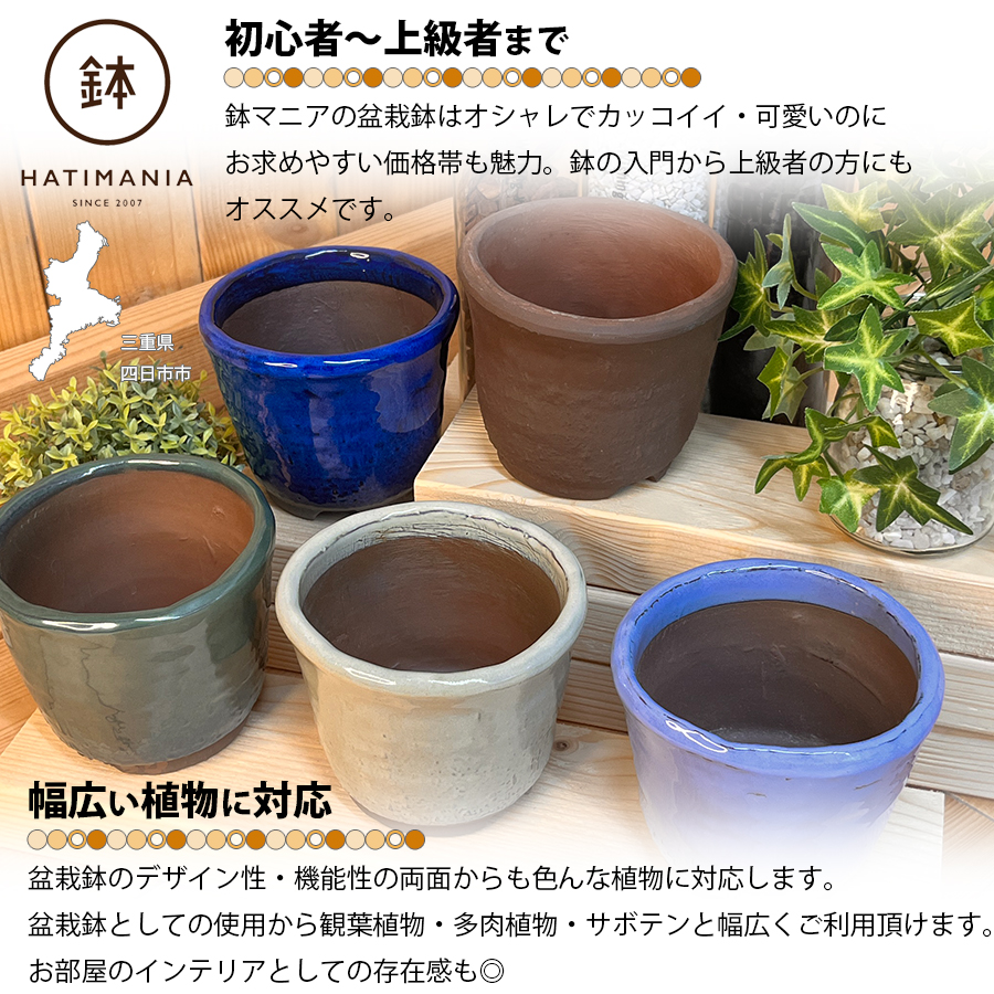 HATIMANIA 鉢マニア ウチョウラン オリベ 3.5号 三重県 国内