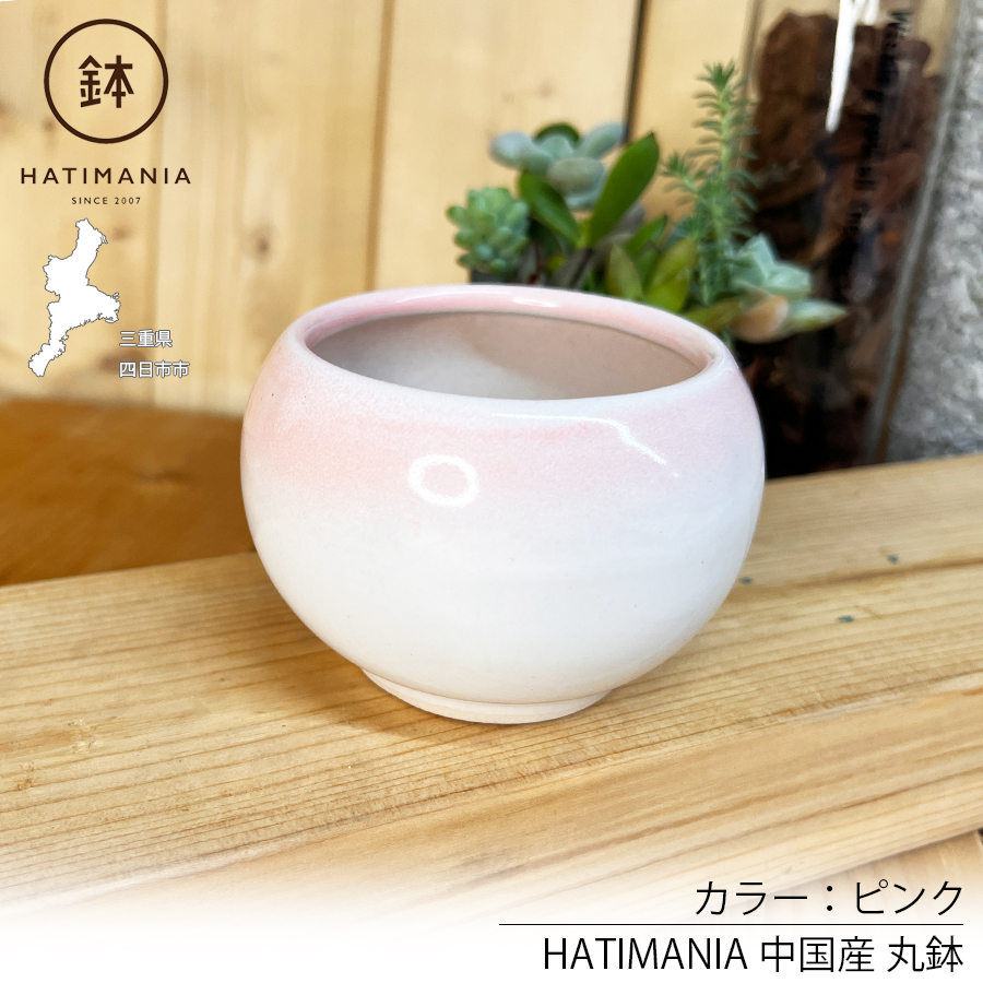 多肉植物おまかせ寄せ植え HATIMANIA 2.5号 鉢マニア 鉢づくし 陶器