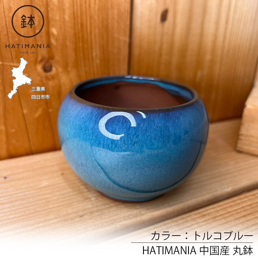 多肉植物おまかせ寄せ植え HATIMANIA 2.5号 鉢マニア 鉢づくし 陶器