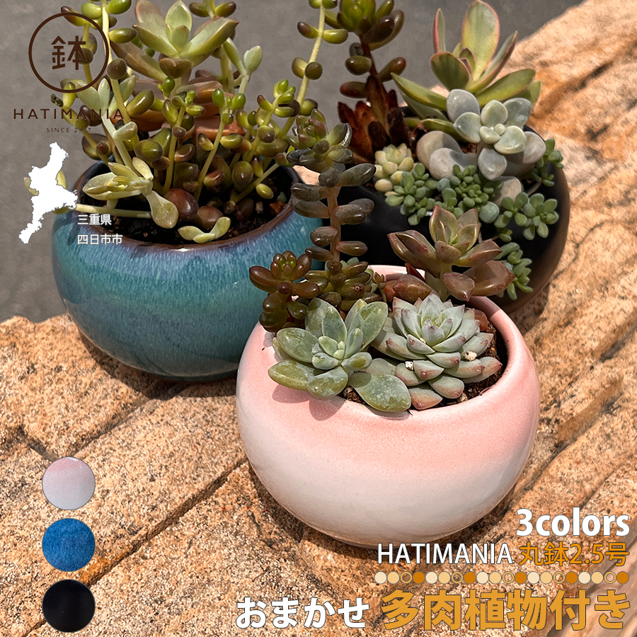 多肉植物おまかせ寄せ植え HATIMANIA 2.5号 鉢マニア 鉢づくし