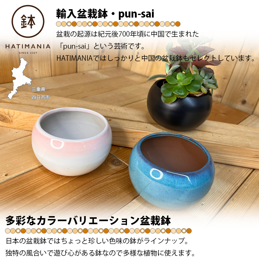多肉植物おまかせ寄せ植え HATIMANIA 2.5号 鉢マニア 鉢づくし 陶器