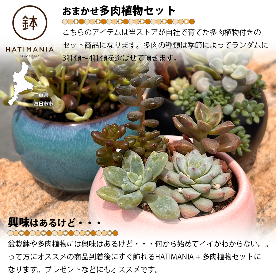 多肉植物おまかせ寄せ植え HATIMANIA 2.5号 鉢マニア 鉢づくし 陶器