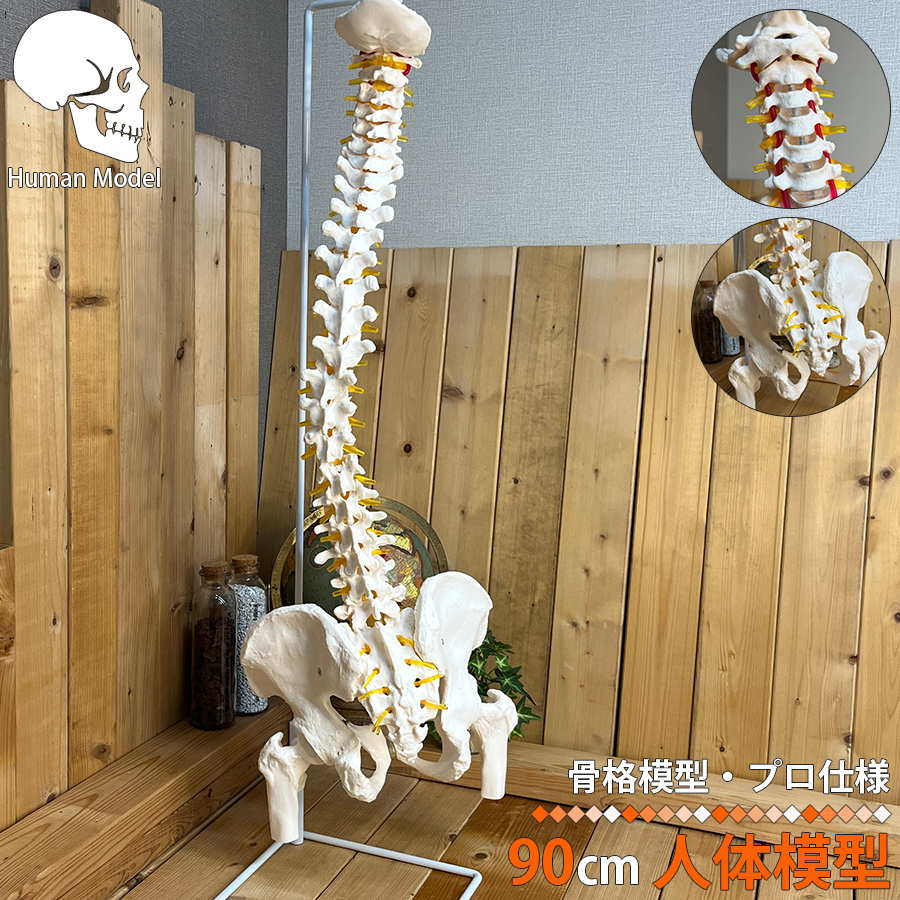 人体模型 骨 等身大 脊椎 模型 実物大 90センチ 脊髄骨盤模型