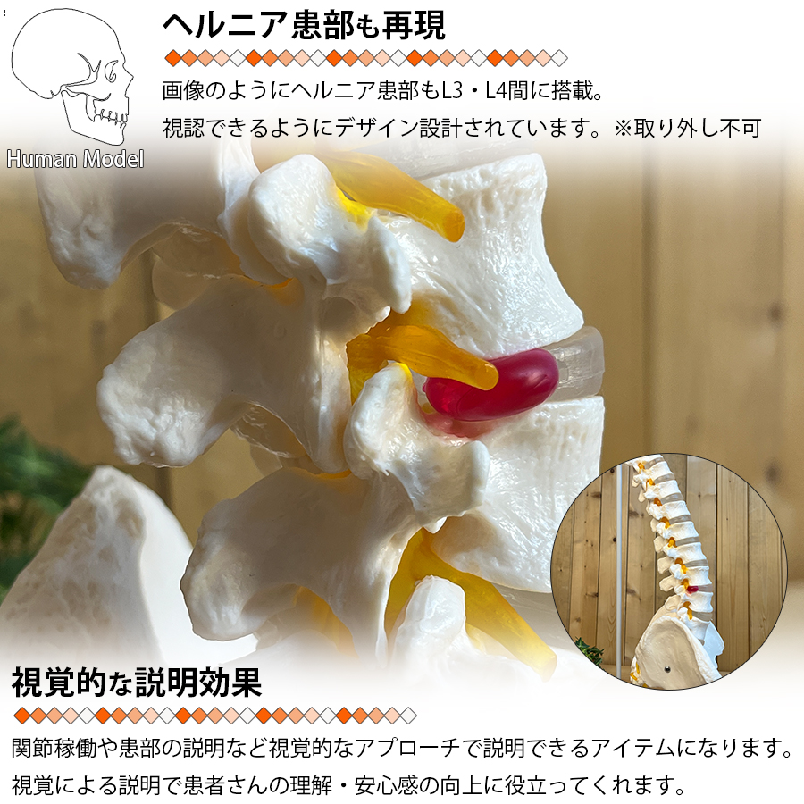 人体模型 脊椎構造 収納バッグ付き　全健会 31OdffPvPXL.jpg