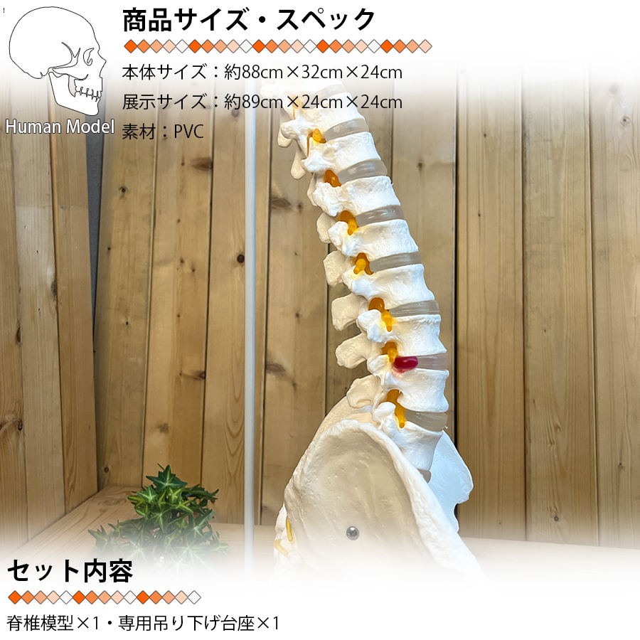 人体模型 骨 等身大 脊椎 模型 実物大 90センチ 脊髄骨盤模型 股関節