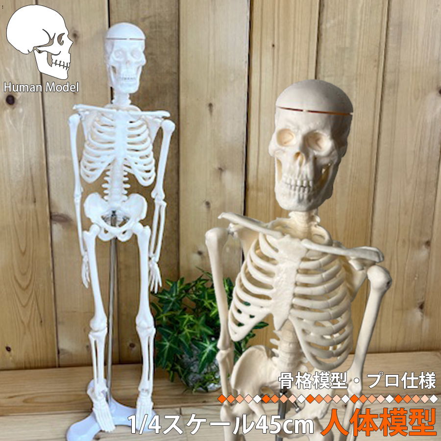 人体模型 人体骨格模型 骨格標本 45cm 1/4 モデル ホワイト 台座