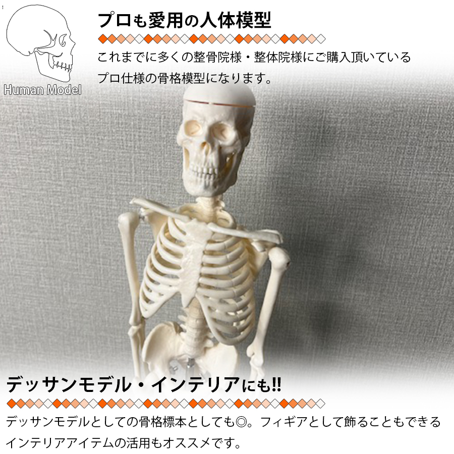 人体模型 人体骨格模型 骨格標本 45cm 1/4 モデル ホワイト 台座