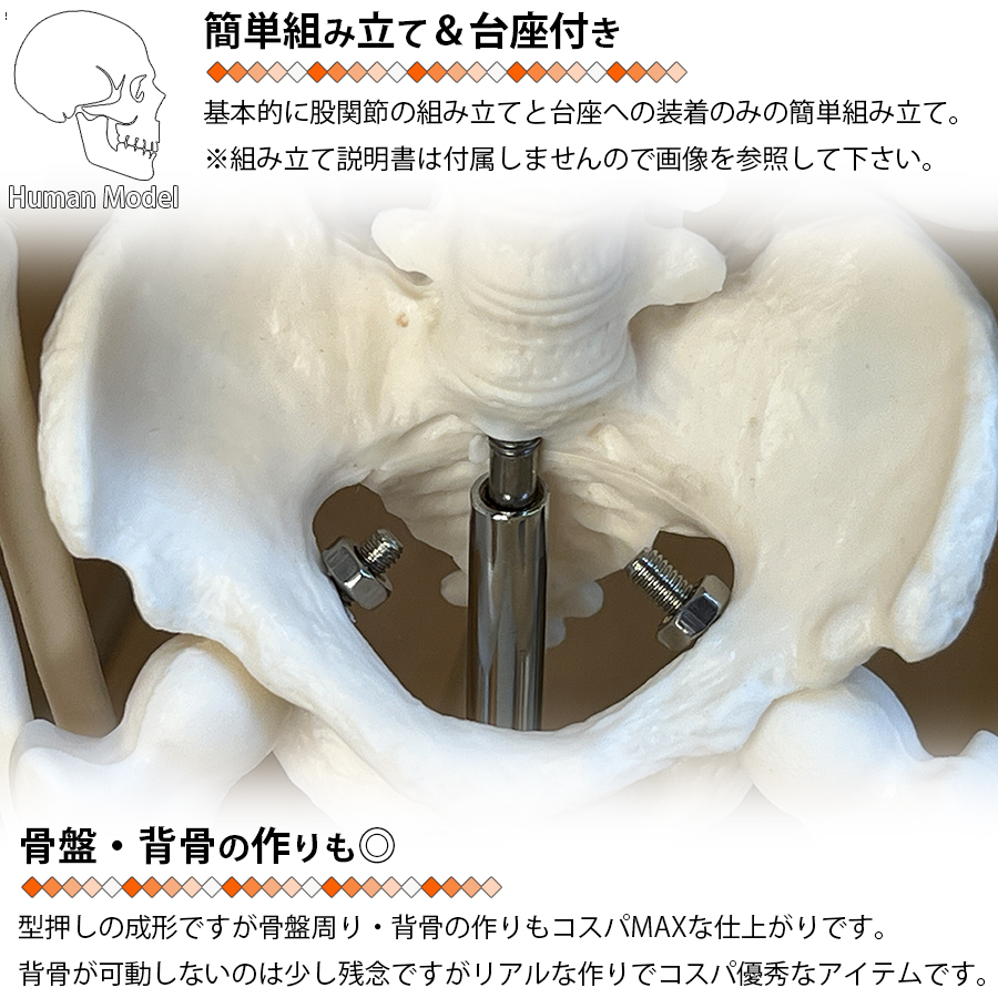人体模型 人体骨格模型 骨格標本 45cm 1/4 モデル ホワイト 台座 可動