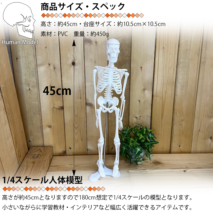 人体模型　等身大　スタンド式 Amazon.co.jp: 等身大の全身骨格模型 スタン・標準型骨格モデル