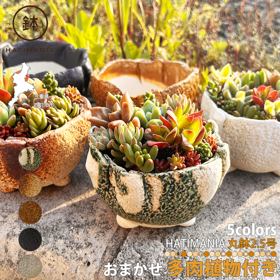 【マユリ】多肉寄せ植えオーダー 多肉 寄せ植え ⑥ 【 オーダー】 多肉植物 mapi 通販 15095195