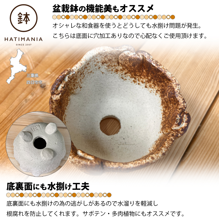 多肉植物おまかせ寄せ植え HATIMANIA 2.5号丸型 2033 盆栽鉢 鉢づくし