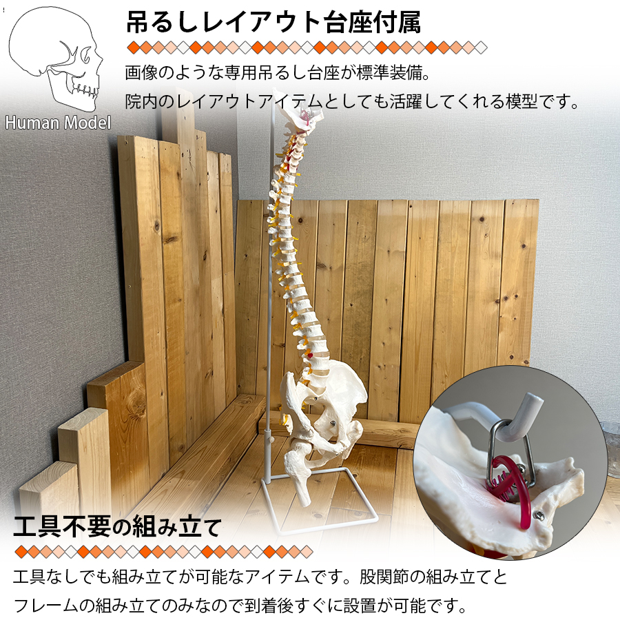 大腿骨関節　骨盤　背骨の一部　骨格模型　1/1スケール 原寸大　関節可動　軟骨 女性骨盤モデル 可動型・大腿骨付 A62／1の卸・通販 | ビューティガレージ