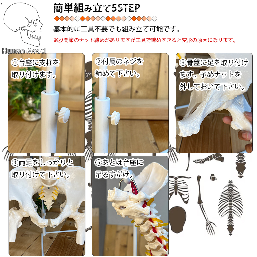 大腿骨関節　骨盤　背骨の一部　骨格模型　1/1スケール 原寸大　関節可動　軟骨 楽天市場】人体模型 骨 等身大 脊椎 模型 実物大 90センチ 脊髄骨盤