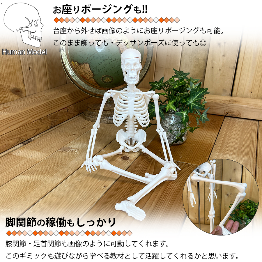 こ*ん様 骨格標本・人体模型・台座付き等身大 可動関節 170cm 楽天市場】【国際規格認証品】 等身大 人体模型 骨格模型 170cm