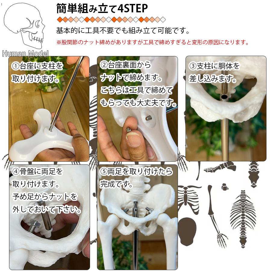 人体模型 人体骨格模型 骨格標本 45cm 1/4 モデル ホワイト 台座 可動