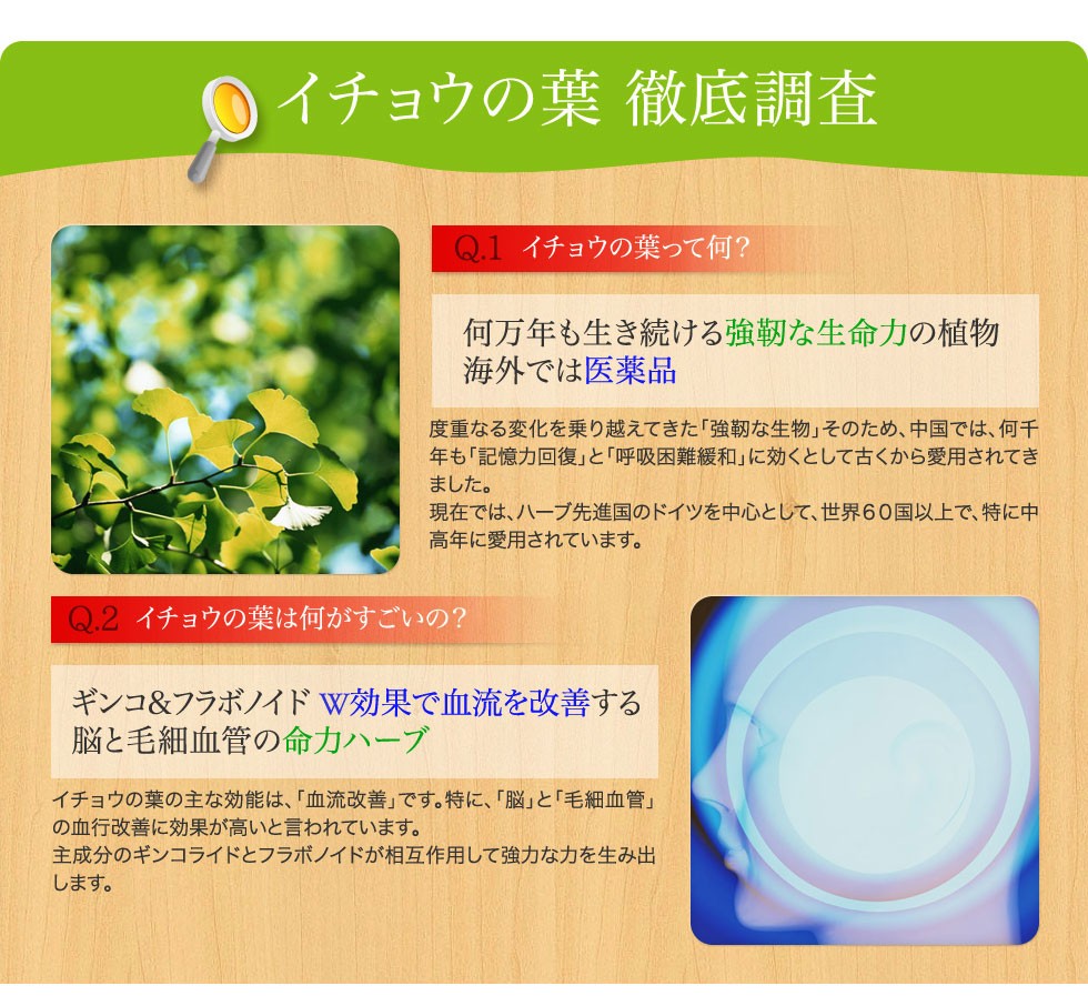 銀杏は強靭なハーブで、記憶力・呼吸困難緩和に効くとして、ドイツや海外で愛用されています。ギンコ フラボノイドのW効果で血流を改善する、脳と毛細血管の命力ハーブです。