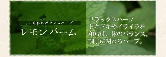 心と身体のバランスハーブ　レモンバーム　リラックスハーブ　ドキドキやイライラをやわらげ、体のバランス、調子に関わるハーブ。