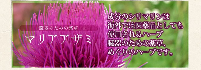 臓器のための薬草　マリアアザミ　成分のシリマリンは海外では医薬品としても使用されるハーブ　臓器のための薬草、めぐりのハーブです。
