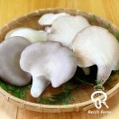 竜王きのこ農園レコズファーム｜キノコ生鮮