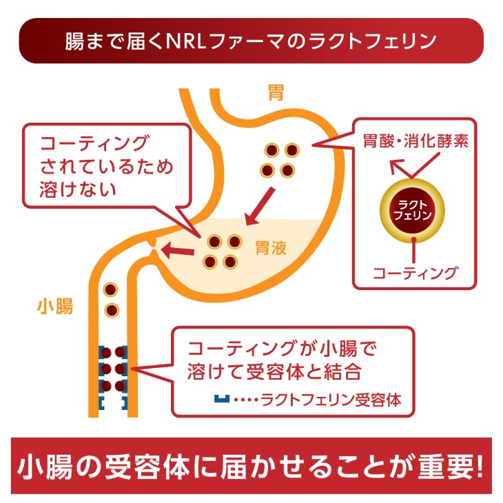 腸まで届く ラクトフェリンGX 270粒 90日分 まとめ買いセット :N0012:NRLファーマ !店 通販  
