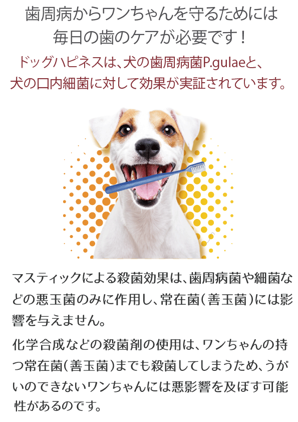 犬 歯磨き 歯磨きジェル 口臭ケア ドッグハピネスはみがきプラス 口臭 歯石取り 歯垢 歯磨き粉 ペット用デンタルケア用品 :dogplus:DOG  HAPPINESS 公式 - 通販 - Yahoo!ショッピング