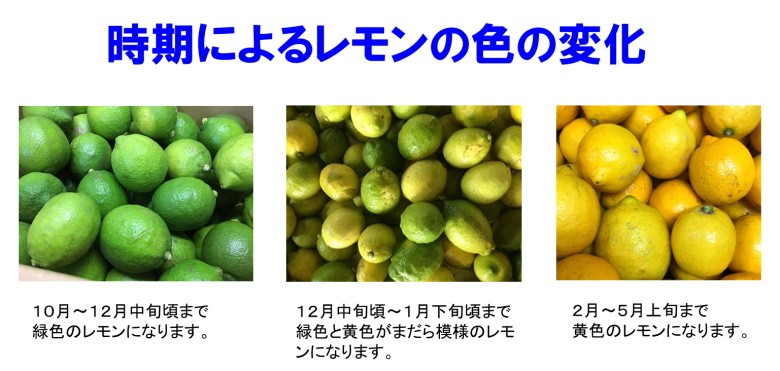 瀬戸田レモン 無農薬レモン 3kg 家庭用 訳あり 防腐剤 防カビ剤不使用