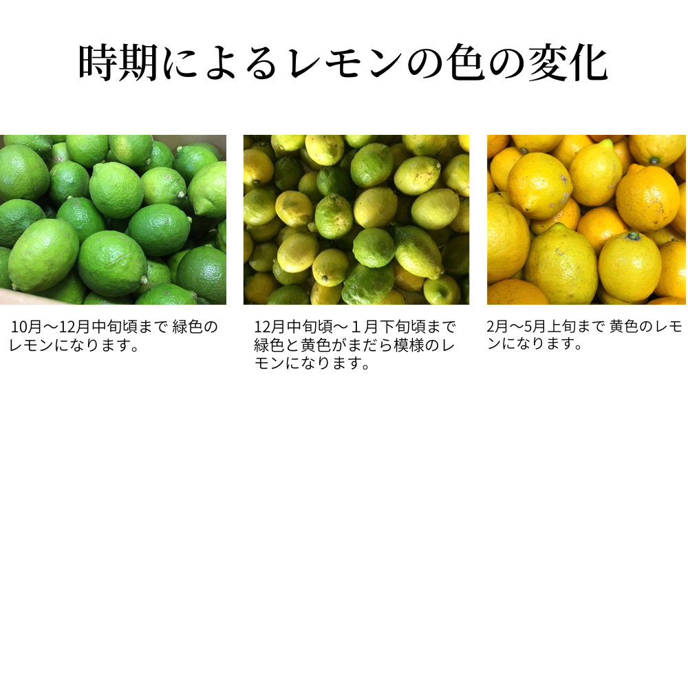 生産量日本一 広島 瀬戸田 無農薬レモン 3キロ 訳あり 】オーガニック