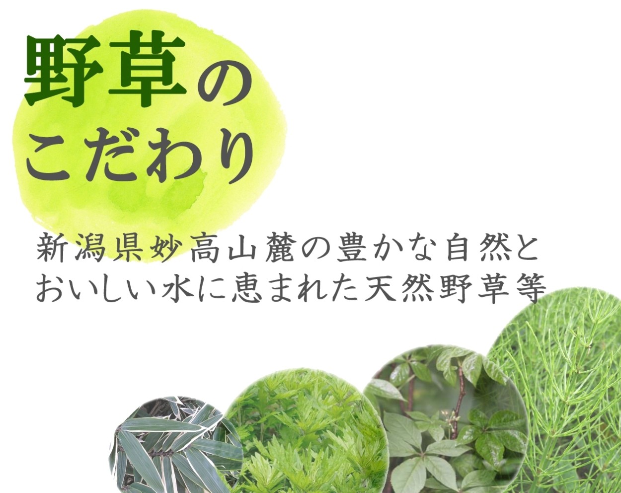 酵素 フジスコ 補酵素のちから1800ml×2本 野草源酵素入りキウイ