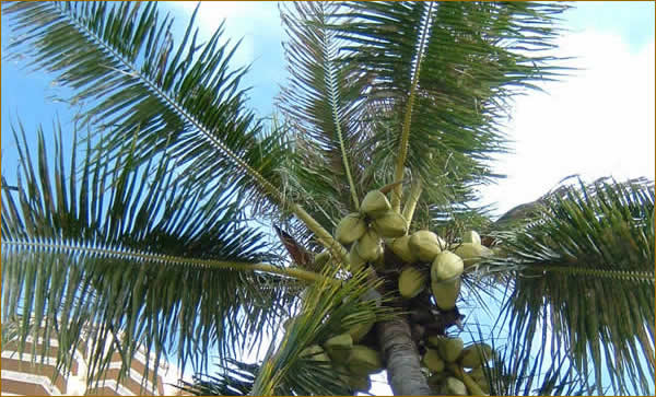 椰子の木              自然からの恵みは南国の人々の暮らしを支え