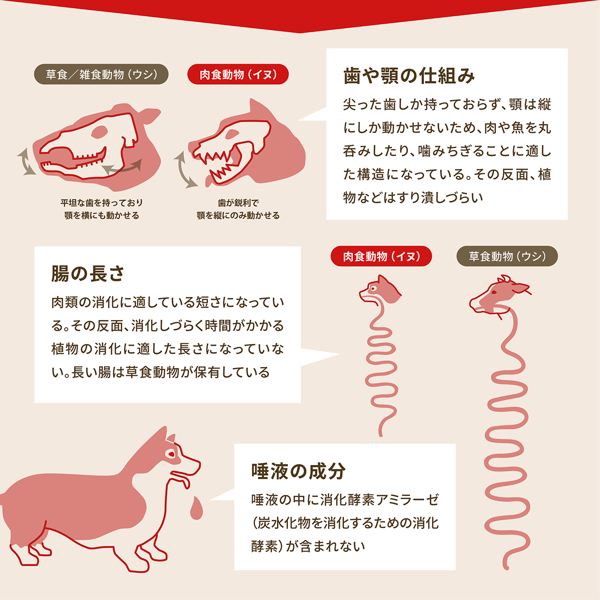 ACANA（アカナ） (期限近セール) アダルトドッグレシピ 6kg 成犬用 全