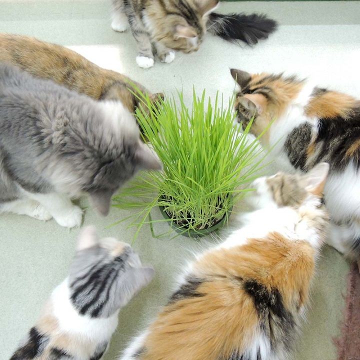 猫草猫用有機栽培国産安心こだわり草用土とタネ2回分ペッツルート 
