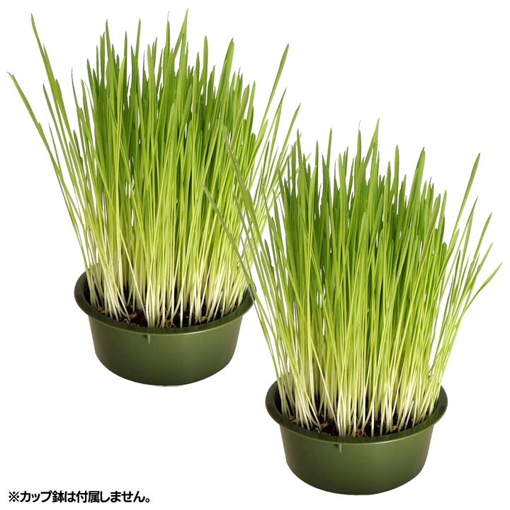 猫草猫用有機栽培国産安心こだわり草用土とタネ2回分ペッツルート 