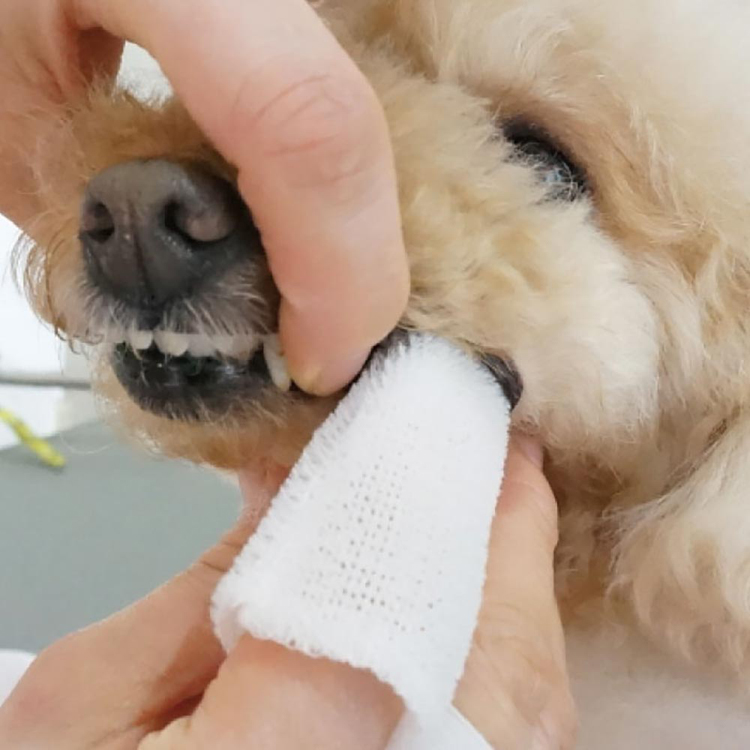 デンタルケア口腔ケア口臭歯垢犬猫用歯磨き360度指サック歯ブラシプラークデンタルケア口腔ケア犬用歯磨きオクチブラシ（業務用10枚入り）ケーピーエス 