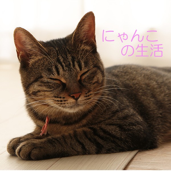 【にゃんこの生活】人気の猫砂　2個で300円OFF