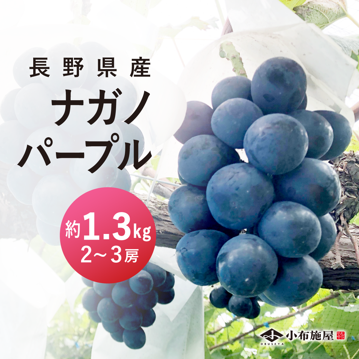 ぶどう ナガノパープル 約3kg /送料無料 冷蔵 クール 長野 産地直送