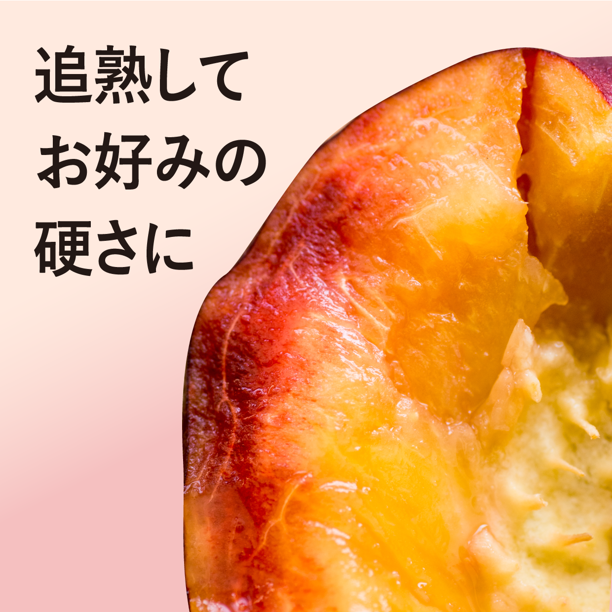 紅秀峰 秀撰」2L玉1kgばら詰め｜山形のさくらんぼ通販なら「佐藤