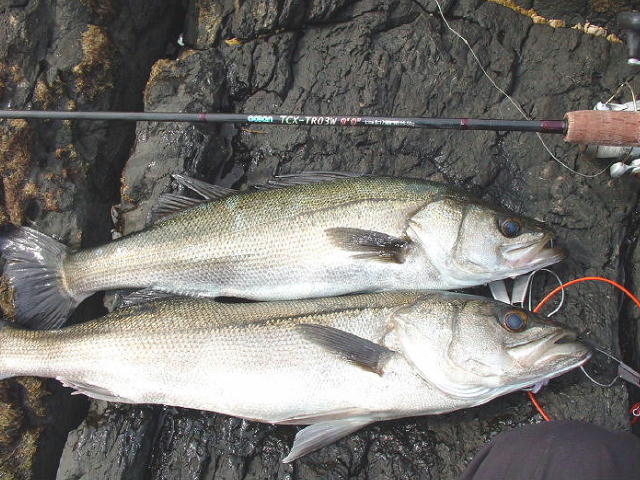 2008/3 シーバス 67cm,75cm
