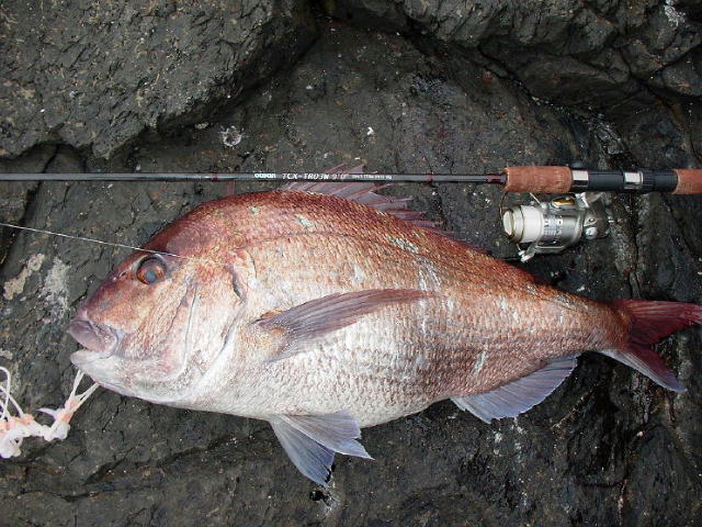 2008/3 真鯛 83.3cm,8.15kg