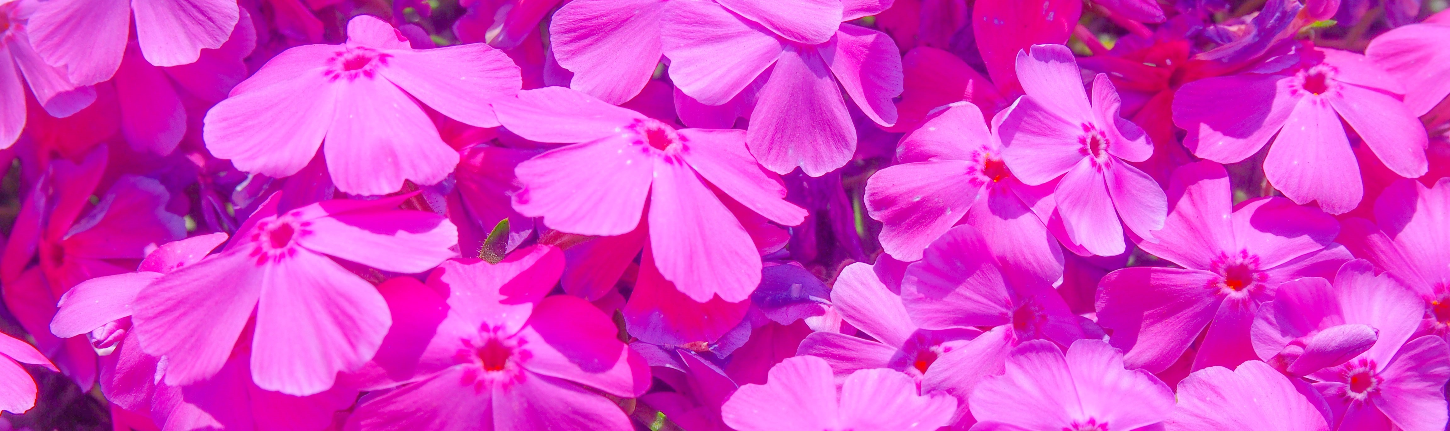 芝桜・ダニエルクッション（濃桃）120Potセット 苗 花 花苗 シバザクラ