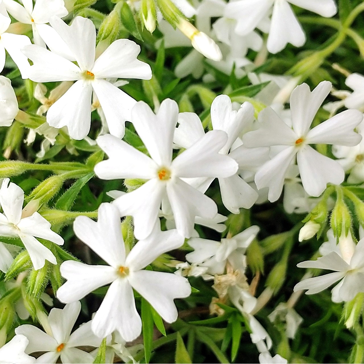 落合芝地さん　輪花トレー 芝桜・モンブラン（白）10Potセット 苗 花 花苗 シバザクラ 白