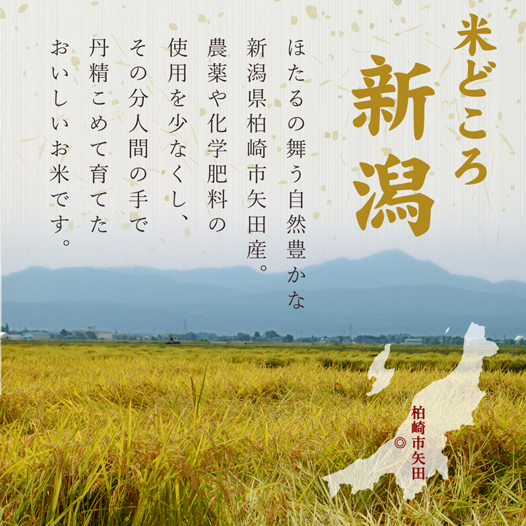 新米 新潟県産 葉月みのり 5kg 令和7年産 入荷 新品種 はづきみのり