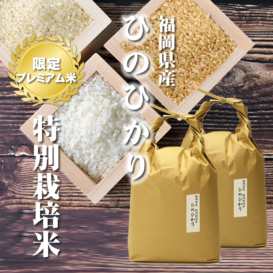 お米 10kg イクヒカリ 10kg 5kg×2袋 令和5年産 / お祝い 卒業