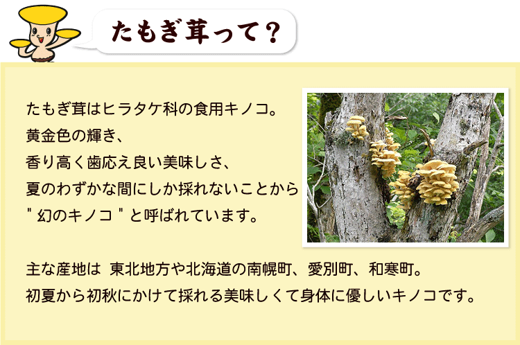 たもぎ茸 濃縮エキス バイオゴッド 80ml×30袋 タモギダケ 送料