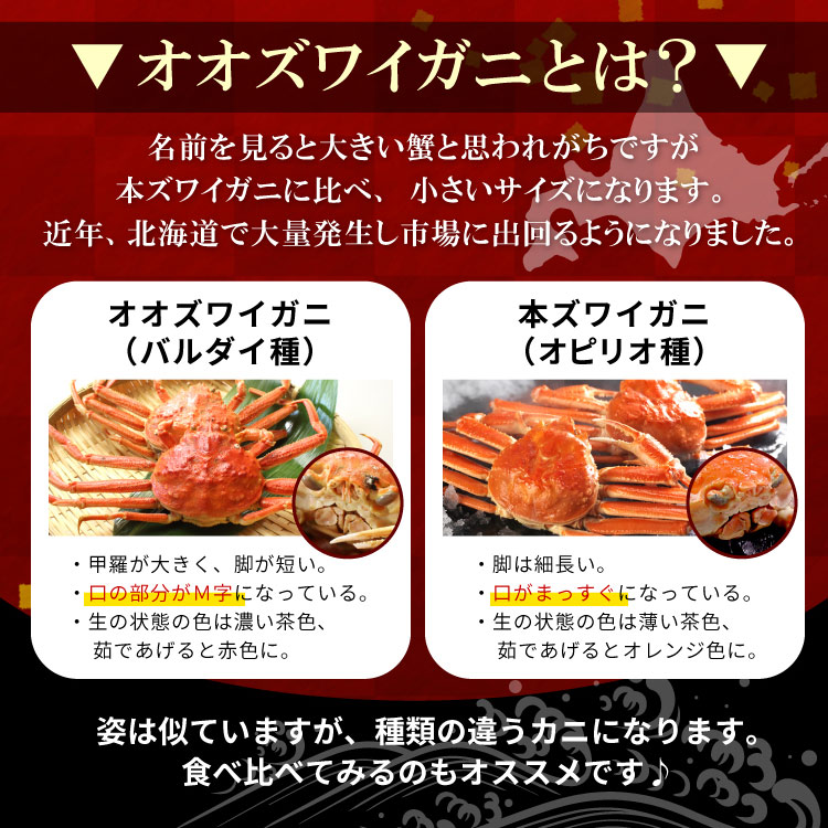 オオオズワイとは
