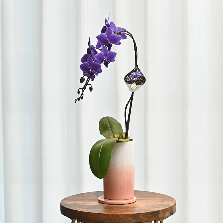 青色胡蝶蘭 ブルージーン 1本立鉢 Blue Gene 胡蝶蘭 コチョウラン